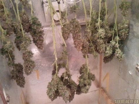 automatic mega bud greenlabel seeds cannabis strain info
