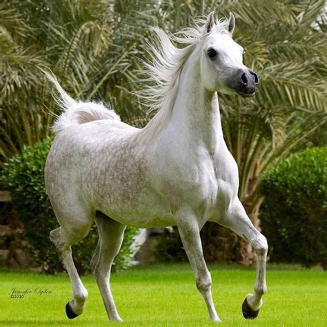 pin  zaid takriti  horses horses beautiful horses horse breeds
