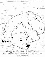 Polares Osos Coloring Bears Supercoloring Dibujos Ursos Categorías sketch template