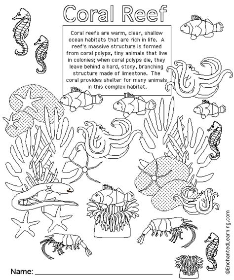 coral reef animal printouts cover page enchantedlearningcom
