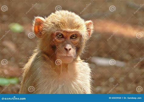 kid monkey stock photo image  wild monkey life india