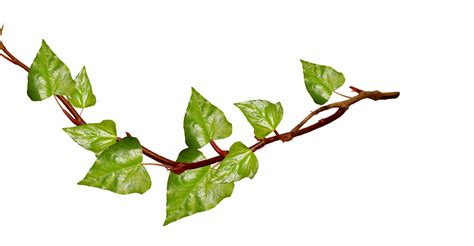 tree branch png clipart