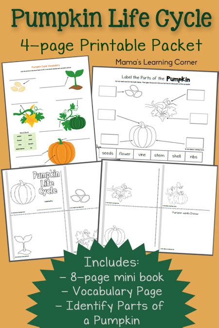 pumpkin life cycle worksheets mamas learning corner