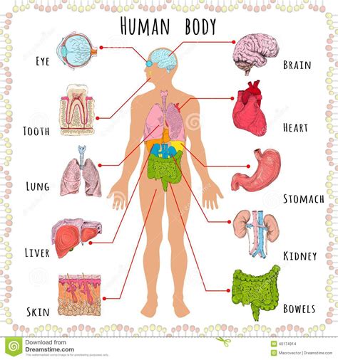 human anatomy clipart   cliparts  images  clipground