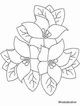 Rhododendron sketch template