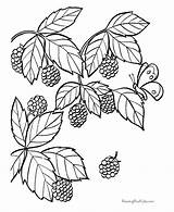 Coloring Blackberry Pages Fruit Printable Drawing Color Spirit Berries Berry Fruits Food Bush Print Kids Clipart Animal Raisingourkids Draw Sheets sketch template
