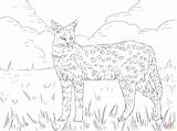 Serval Wildkatze Ausdrucken sketch template