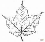 Maple Coloring Leaf Pages Outline Printable Supercoloring Color Leaves Online sketch template