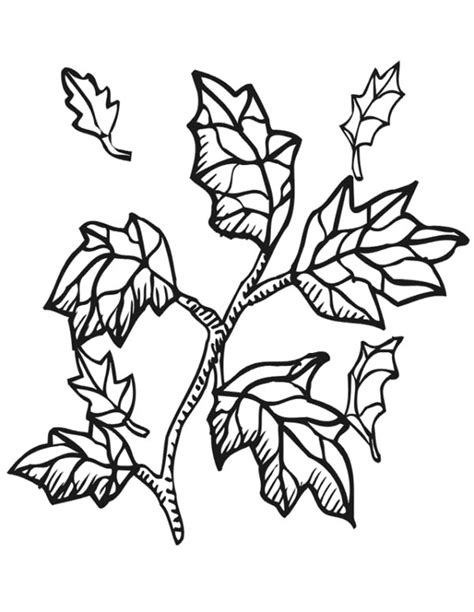 coloring page   tree  branches coloring page book