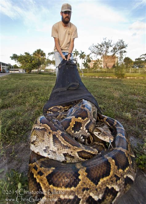 foot python captured  florida everglades nbc news