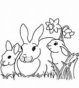 Pages Fattoria Rabbit Coloringpagesforadult Rabbits sketch template