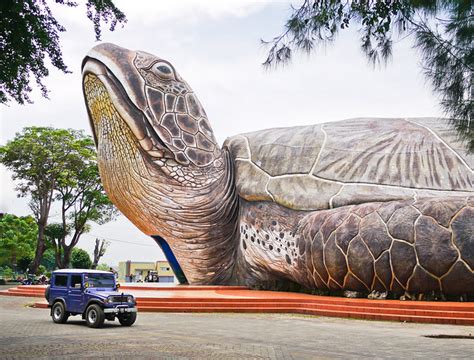 Biggest Turtle In The World Flickr Photo Sharing