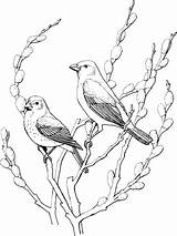Catbird Cowbirds Gorriones 1339 1002 Supercoloring Skizzen Papier Sketch Bordados Cowbird Natu sketch template