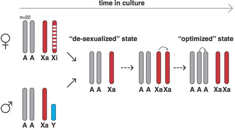 Sex Chromosome Evolution Culture Shock Elife