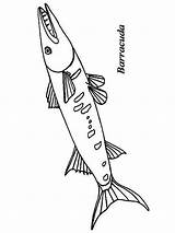 Barracuda Coloring Pages Fish Printable Color Getcolorings Print sketch template