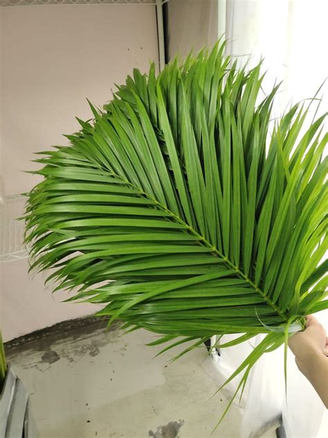 palm leaf green palmyellow palm malaysia  flower wholesale