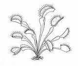 Plant Carnivorous Venus Trap Flytrap Carnivore Plante Traps sketch template