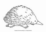 Echidna Colouring Animal Stencil Outline Echidnas Coloring Australian Pages Aboriginal Colour Painting Animals Au Sheets Drawings Simple Google sketch template