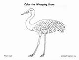 Crane Whooping Coloring Exploringnature sketch template