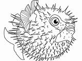 Coloring Puffer Tocolor sketch template