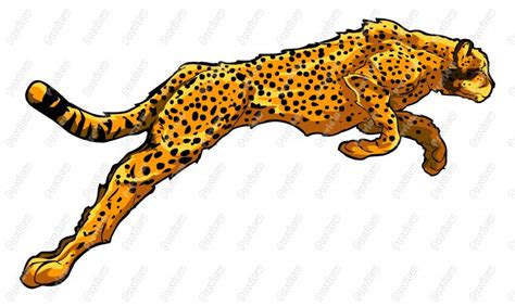 realistic cheetah cartoon clip art  images  clkercom vector