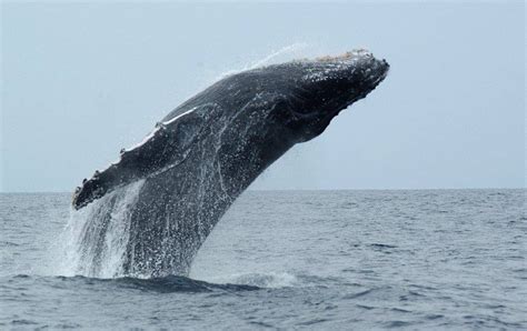 navorsers wil klimaatsinvloed op walvisse verstaan netwerk