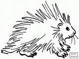 Porcupine Coloring Pages Clipart Squirrel Clip Porcupines Drawing Easy Cartoon Cute Printable Cliparts Kids Line Da Istrice Disegno Shamu Google sketch template