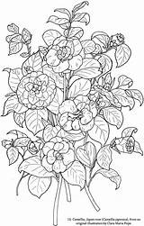 Dover Coloring Publications Pages Doverpublications Flower sketch template