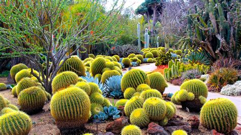 wonderful cactus garden desert botanical garden desert garden desert plants tropical plants