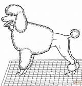 Poodle Coloring Pages Dog Pudel Poodles Printable Toy Color Dalmatian Drawing Popular Sheets Coloringhome sketch template