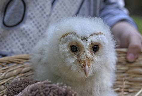 baby owls   facts  pictures
