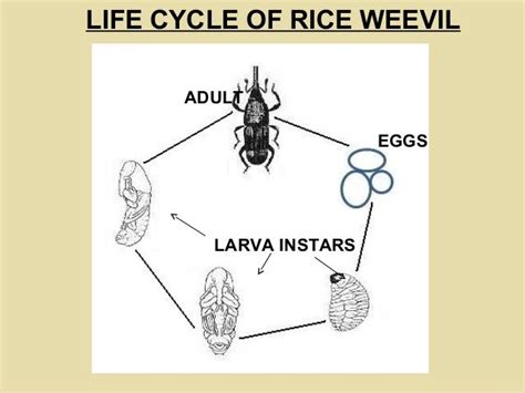 vine weevil life cycle