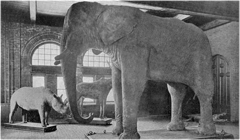 jumbo  elephant   worlds  animal superstar  human