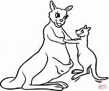 Kangaroo Coloring Pages Outline Baby Printable Drawing Kangaroos Clipart Mother Clip Results sketch template