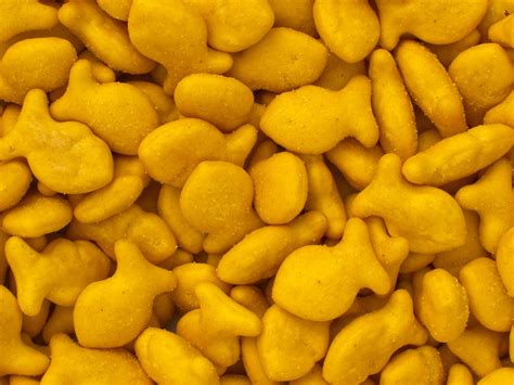 goldfish crackers  stock photo public domain pictures