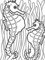 Seaweed Coloring Pages Seahorse Food Two Onto Hang Catch Outline Colouring Templates Kelp Fish Color Painting Seahorses Cliparts Kids Getcolorings sketch template