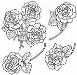 Roses Doodles Pullar Digi Dz Collection sketch template