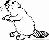 Beaver Coloring Pages Printable Color Animals Online Beavers Castor sketch template