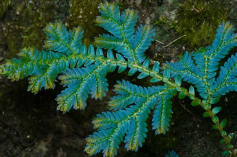 peacock fern selaginella willdenowii leaves change colors flickr