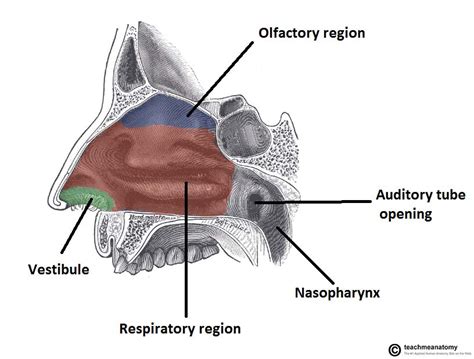 nasal cavity structure vasculature innervation teachmeanatomy