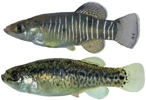 Sciency Thoughts A New Species Of Toothcarp From Iran