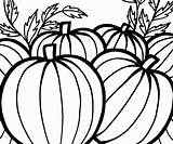 Coloring Pumpkin Pages Pumpkins Thanksgiving Patch Printable Sheet Harvest Kids Celebrate Color Fall Adults Clipartmag Print Popular sketch template