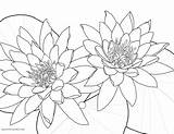 Water Lily Blossoms Flower Two Lotus Getdrawings Drawing sketch template