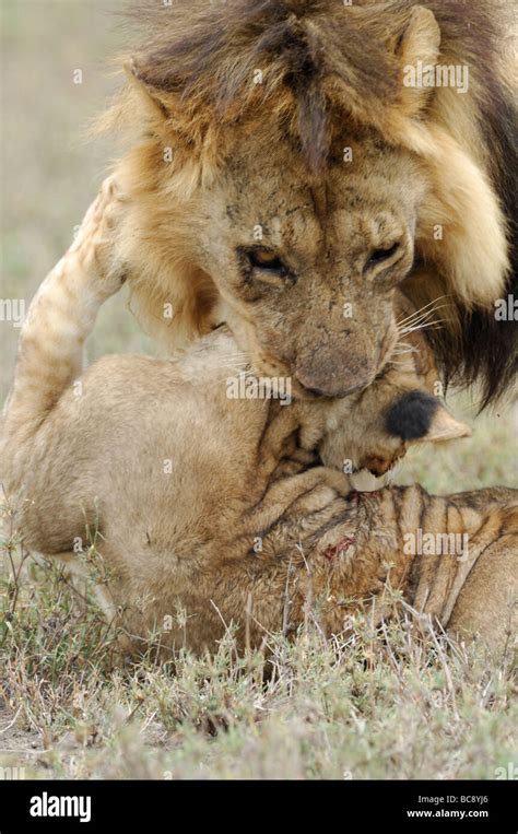 lions attacking lions