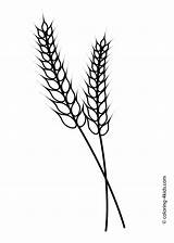 Coloring Printable Kids Wheat Template Pages Rye Grass Nature Clipart Barley Clip Communion Ear First Templates Silhouette Gif Print Book sketch template