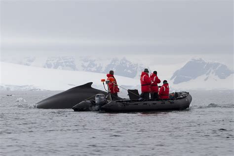 antarctic   hungry place tagging whales   antarctic seas