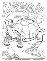 Coloring Tortoise Pages Galapagos Howler Colouring Drawing Monkey Book Kids Color Getdrawings Getcolorings Printable Charming sketch template