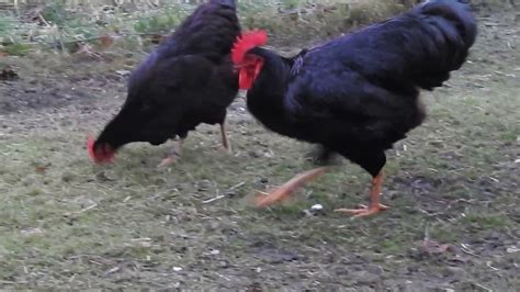 how do chickens have sex hd youtube