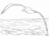 Albatross Coloring Wandering Pages Flight Drawing Printable Supercoloring Animal Bird Animals Sketch Template Getdrawings Desenho sketch template