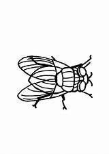 Housefly Coloring sketch template